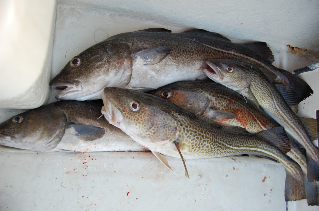 Gdzie kupić świeże ryby w Kołobrzegu? Ryba prosto z kutra